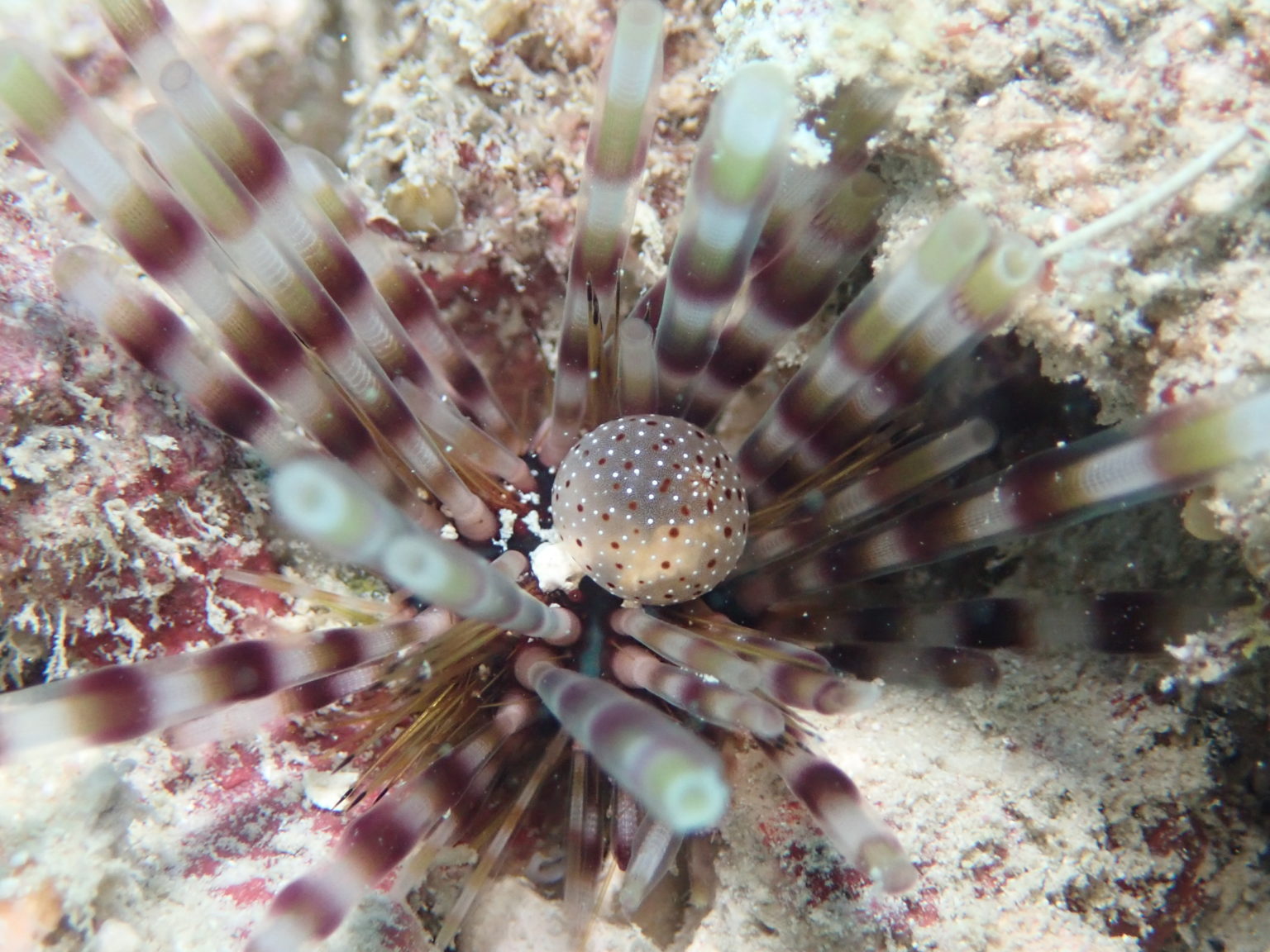 interesting-facts-about-sea-urchins-you-should-know-anambas-foundation