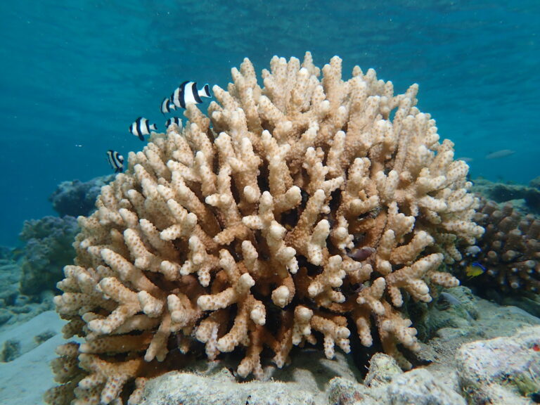 Coral reef facts3