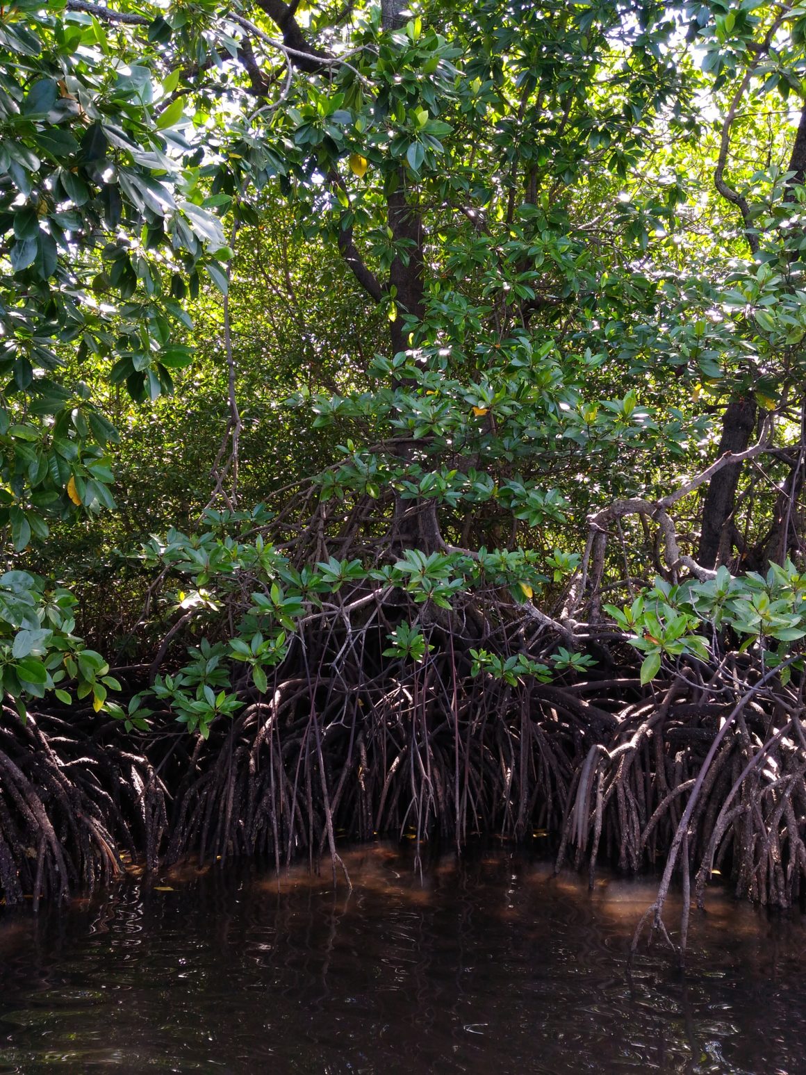 What to Know About Three Tropical Marine Ecosystems in Anambas Islands ...