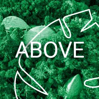 Above - Forest Conservation