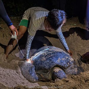 Turtle Tagging Activity: A Milestone for Turtle Conservation in Anambas Islands