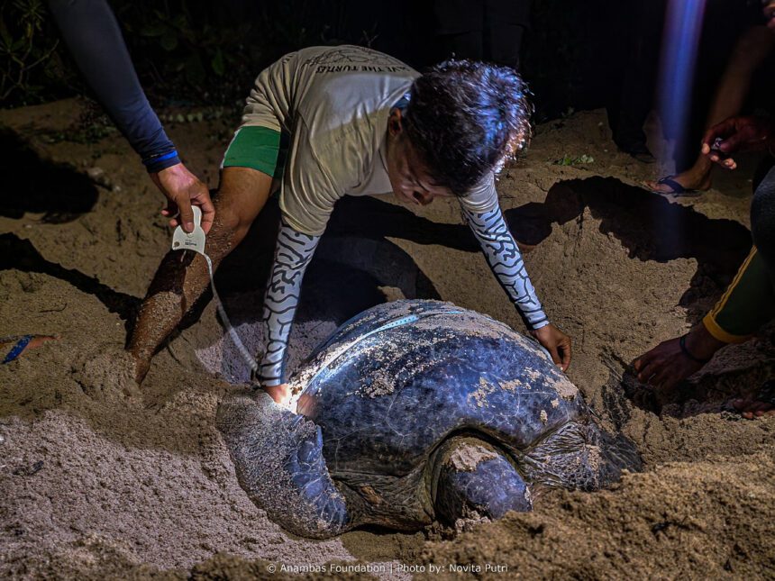 Turtle Tagging Activity: A Milestone for Turtle Conservation in Anambas Islands