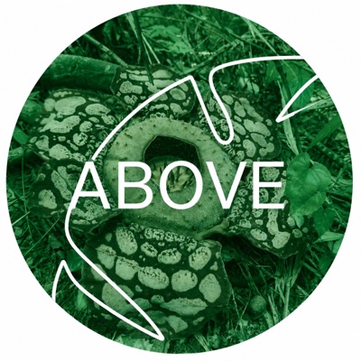 Above - Forest Conservation